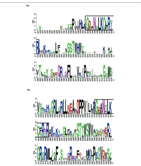 Figure 4 E2 DNA Binding Domain WebLogo. Weblogo was used to generate a graphical representation of the sequence analysis of the C-terminal DNA binding domain of E2