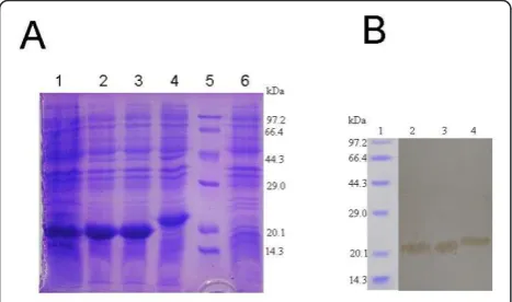 Figure 1 Vaccination schedule and viral challenge period of in vivo experiment. Five-weeks-old pigs were acclimatized for 1 weeks andwere given a first followed by a second immunization