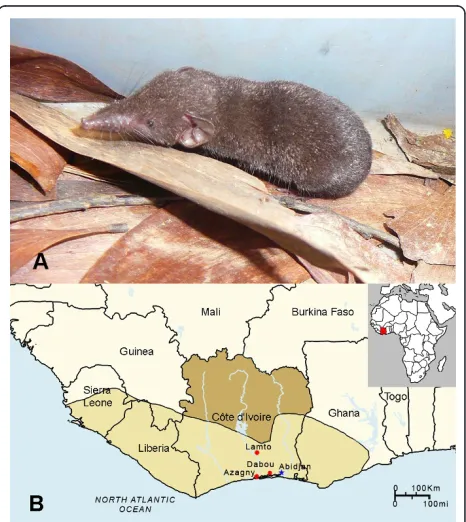 Figure 1 West African pygmy shrew and geographicdistribution. (A) Crocidura obscurior (West African pygmy shrew)