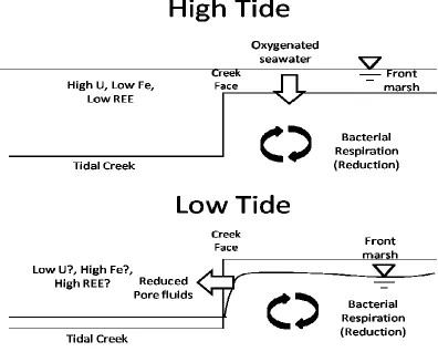 Figure 1.1 Schematic of tidal pumping across the creek face at high (top) and low 