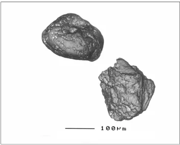 Figure 1 A scanning electron microscope picture of two typical sand grains taken 