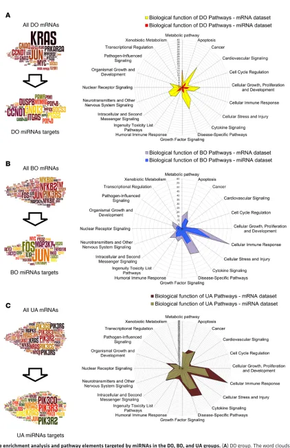 Figure 7. Gene enrichment analysis and pathway elements targeted by miRNAs in the DO, BO, and UA groups
