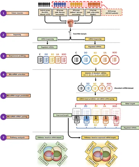 Figure 1. Overview of NGS data analysis. The schema shows the data used as original input, the analytic steps, and two sets of pathway lists, built using differentially expressed mRNAs or expressed and inversely correlated targets of regulated abundant miR