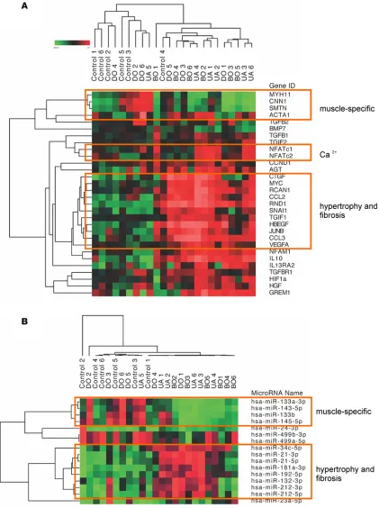Figure 3. Regulation of mRNA and miRNA expression reflects similar biological processes