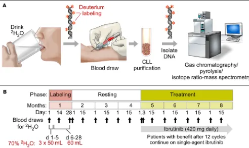 Figure 1. Heavy water labeling in CLL patients before ibrutinib therapy: workflow and trial outline