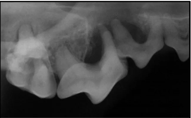 Figure 1.2: Intraoral Bisecting-angle Dental Radiograph of a  Dog modified from (Niemiec, 2008b)