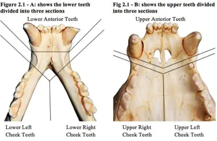 Figure 2.1: Sectioning of Mandibular (a) and Maxillary (b) teeth. Figure 2.1: Sectioning of Mandibular (a) and Maxillary (b) teeth