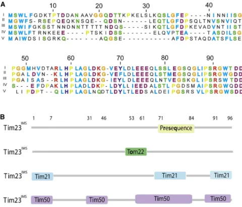 Figure 8. Protein Interaction Network of Tim23 IMS