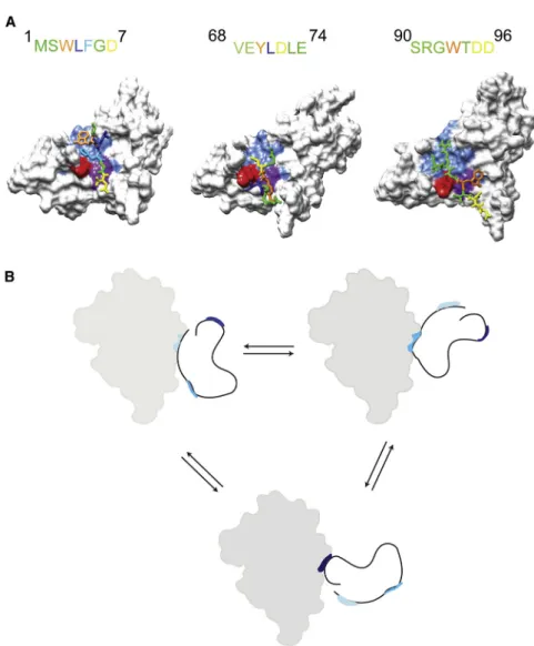 Figure 5. Dynamic Structure of the Tim21 IMS -Tim23 IMS Complex