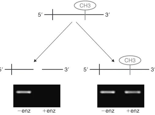 Figure 1. Principles of the MRSE assay for methylation status at speciﬁc CpG sites.In the absence of methylation (left), DNA is cleaved and cannot be ampliﬁed by PCR