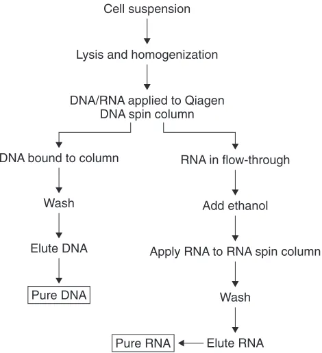 Figure 3. Schematic ﬂow diagram of the steps in the simultaneous extraction of RNAand genomic DNA from the same specimen.