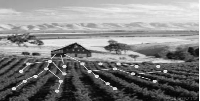 Figure 6: Possible deployment of ad-hoc wireless embedded network for precision agriculture