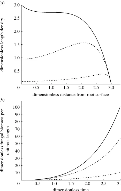 Figure 3. Model including nonlinear branching, tip–tipanastomosis and the effect of varyingthe number of spatial grid points;dashed line,step size; andsolution parameters:shown at timeare as follows: a1 (solid line, a1Z0; a1Z1; dot-dashed line, a1Z10)