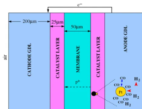 Fig. 1. Model geometry indicating the entry points of the reactants and contam-inant, and the transport of protons and electrons.