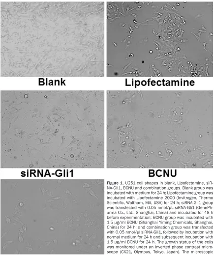 Figure 1. U251 cell shapes in blank, Lipofectamine, siR-NA-Gli1, BCNU and combination groups