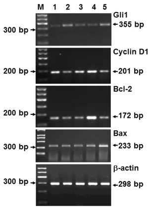 Figure 2. Gli1, cyclin D1, Bcl-2 and Bax mRNA levels in blank, Lipofectamine, siRNA-Gli1, BCNU and combination groups