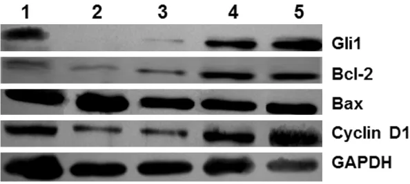 Figure 3. Gli1, Bcl-2, Bax and cyclin D1 protein expression in blank, Lipo-fectamine, siRNA-Gli1, BCNU and combination groups