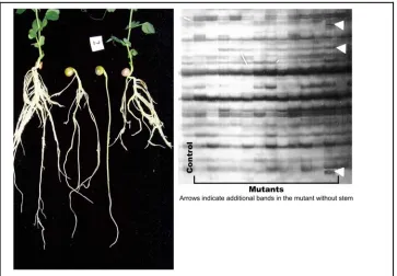 Figure 8. Pea mutant without stem and its AFLP pattern 