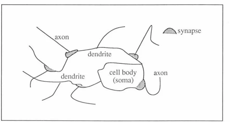 Fig 2.1.1 Biological neuron features 