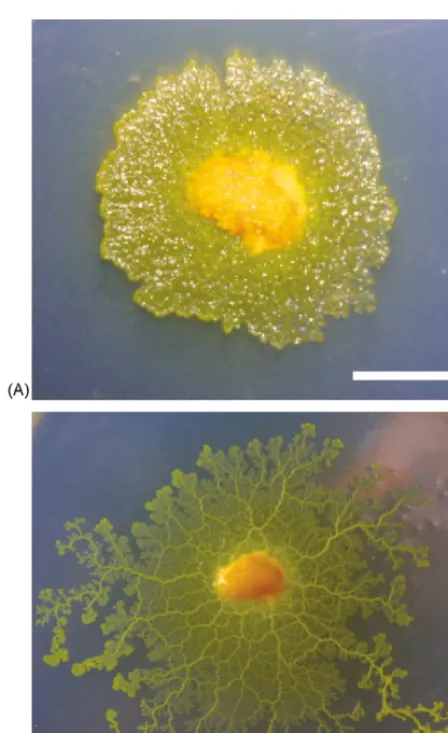 Fig. 1. Plasmodium of Physarum polycephalum. The early stage (A)and in developed form, approximately 8 h later (B)