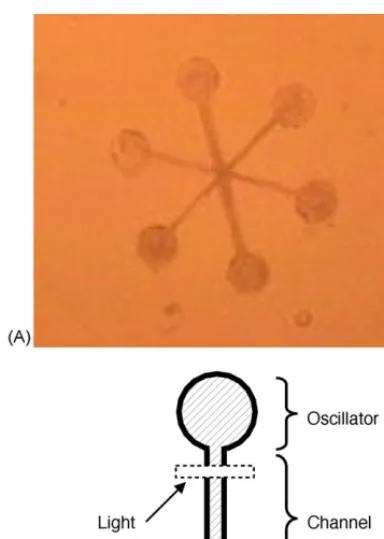 Fig. 5. Cellular robot controller. Sensors on the robot (RB) detect lamp input (LI) and transmit a signal to the computer (PC)