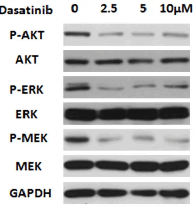 Figure 1. The inhibitory effects of Dasatinib on CNE2 cells. Cell growth was assessed by MTT assay after treatment with Dasatinib for 3 days.