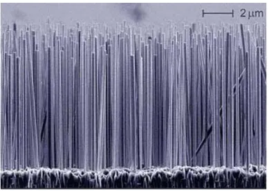 Figure 2.1: An array of silicon nanowires by Magnus Borgström (Jan. 23rd 2001)  