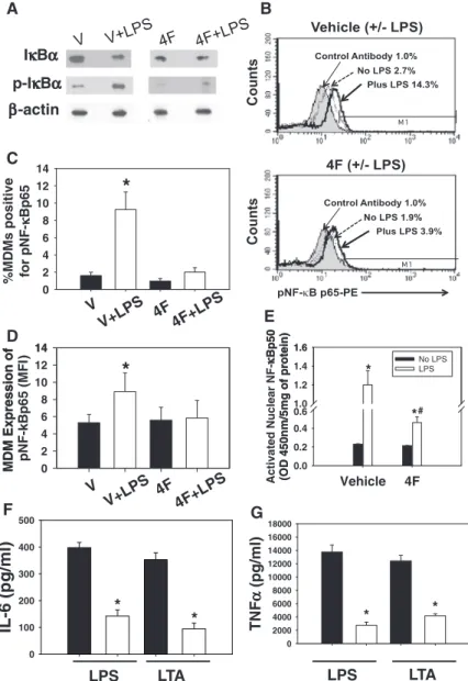 Figure 3.  4F pretreatment decreases the activation of  nuclear factor (NF)-κBp65 and nuclear translocation  of activated NF-κBp50 in lipopolysaccharide  (LPS)-treated monocyte-derived macrophages (MDMs)