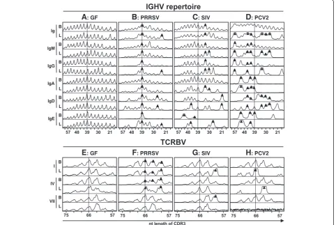 Figure 8 CDR3 analysis of B (IGHV) and αβ T (TCRBV) cell receptor repertoires. Representative CDR3 length analysis (spectratyping) of totalcells isolated from the blood and BAL (indicated next to spectrotyping curves by “B” and “L” respectively) of control