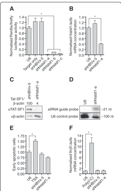 Figure 1 shRNAs suppress Tat-SF1 expression without