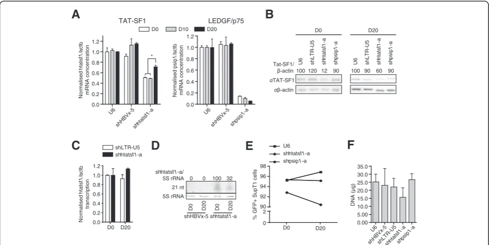 Figure 4 Attenuation of shRNA-mediated Tat-SF1 suppression over time. Samples were isolated from SupT1 cells with stable shRNAexpression at time points equivalent to those of the HIV-1p81A-4 replication assay