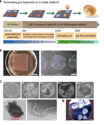 Figure 1. Generation of peristaltic gut organ-oids from human pluripotent stem cells on 