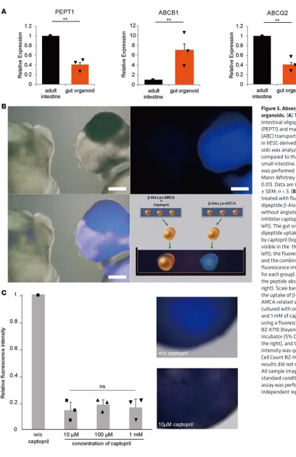 Figure 5. Absorptive functions of gut organoids.fluorescence image (bottom left) ( (A) The expression of the intestinal oligopeptide transporter (PEPT1) and major ATP-binding cassette (ABC) transporters ABCB1 and ABCG2 in hESC-derived day 50 gut organ-oids