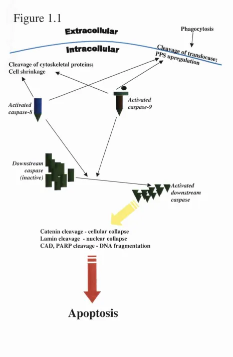 Figure 1.1Extracellular