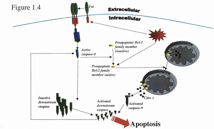 Figure 1.4Extracellular