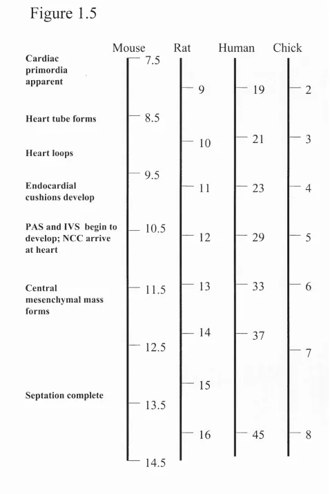 Figure 1.5Mouse Cardiac