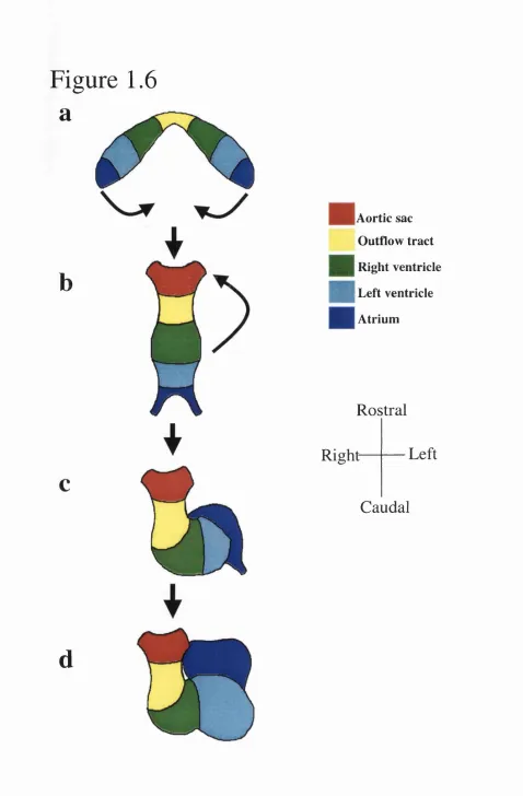 Figure 1.6 a
