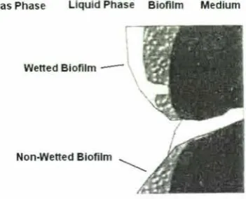 Figure 2.6.3: Wetted and non-wetted areas ofbiofilm (adapted from Zhu et al, 2001). 