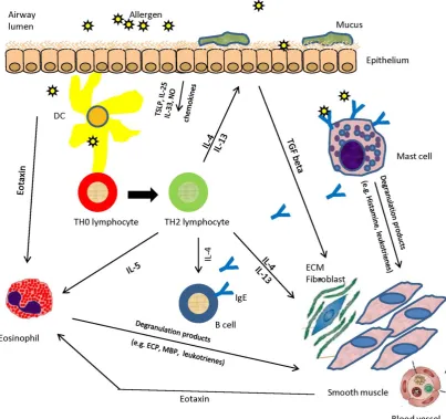 FIGURE 2.2. Features of TH2-mediated inflammatory processes in allergic asthma. TH2-