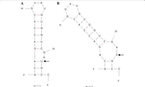 Figure 2 Secondary structures of the 5'-UTR region of HEV genotypes 3 (A) and genotypes 4 (B), as predicted by the mfold program.Arrows indicates the nucleotide variation between the different genotypes.