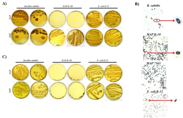Figure 1. MAP morphotype induction is dependent upon temperature. One year old MB7H9 MAP broth cultures were inoculated on A) A–K agar and C) BHI agar for 72 h at 37uC and 39uC