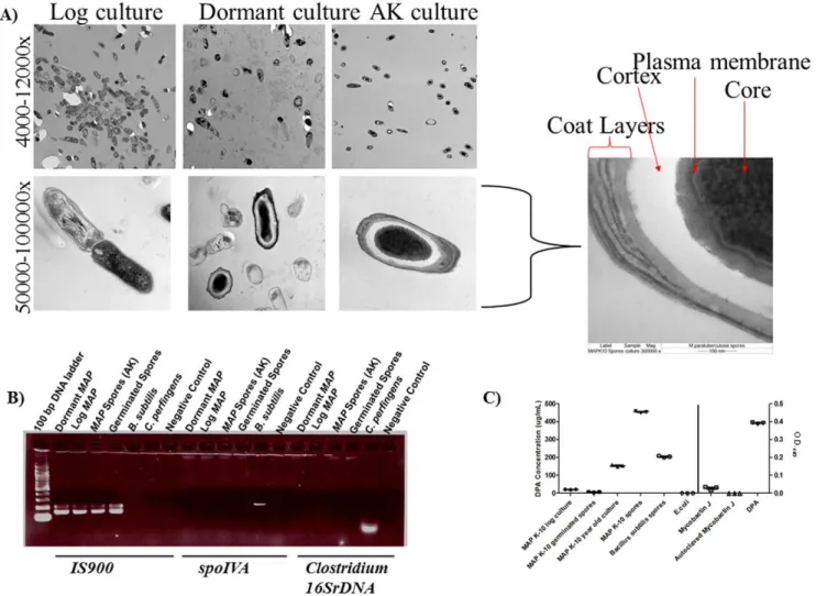 Figure 2. Ultrastructural characterization of MAP morphologies. Fine MAP morphotype structure was determined by TEM (A)