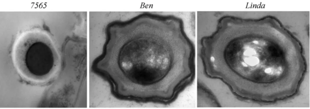 Figure 5. MAP morphotypes survive 70 6 C and are positive for MAP 16SrRNA and IS900 . (A) MAP K-10 log phase and spores, B