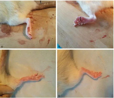 Figure 1. Representative photographs showing the appearance of local inflammatory response and skin ulcers due to the denervation in rats 10 days (A, B) or 10 weeks (C, D) after sciatic transection surgery.