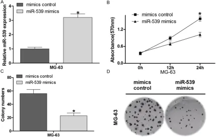 Figure 2. Overexpression of miR-539 inhibits in vitro growth of MG-63 cells. A. MG-63 cells were transfected with miR-539 or miRNA controls, respectively