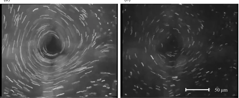 Figure 8. Top view of a rotating aqueous solution placed on top of four coplanar electrodes.Image of particle tracks obtained by superimposing successive video frames in a time intervalof 0.4 s: (a) maximum light intensity, and (b) light intensity reduced by ﬁlter.