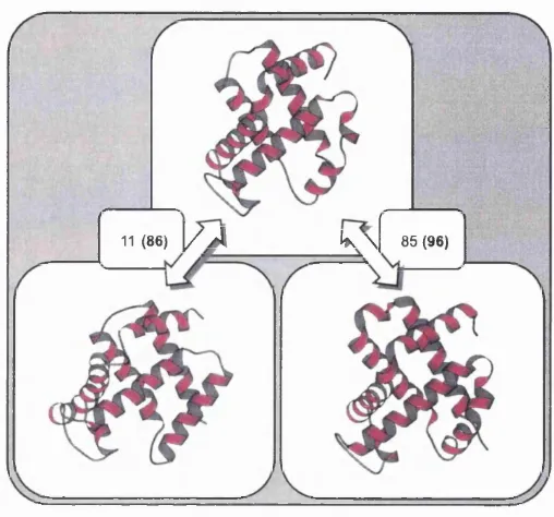 Figure 1.7: MOLSCRIPT (Kraulis, 1991) representations of relatives from the globin 