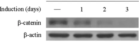 Figure 1antsReduction of β-catenin expression in stable pTER transfect-Reduction of β-catenin expression in stable pTER 