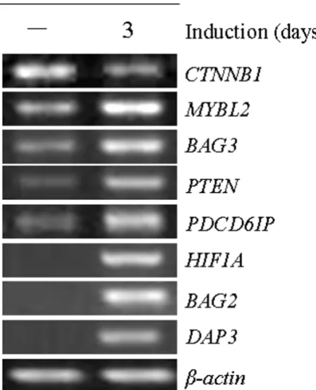 Figure 5genes by semi-quantitative RT-PCRgene was used as an internal control and was amplified from Validation of oligonucleotide microarray results of 8 selected Validation of oligonucleotide microarray results of 8 selected genes by semi-quantitative RT