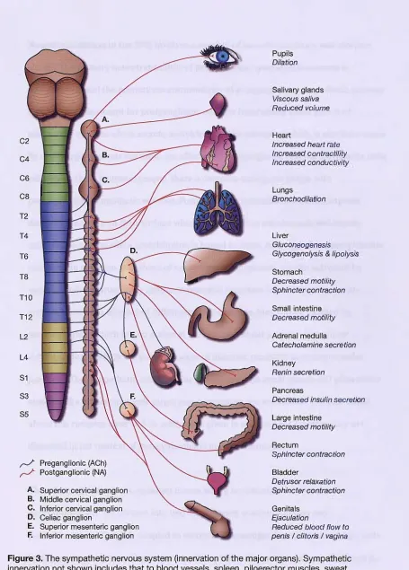 Figure 3. The sympathetic nervous system (innervation of the major organs). Sympathetic innervation not shown includes that to blood vessels, spleen, piloerector muscles, sweat 